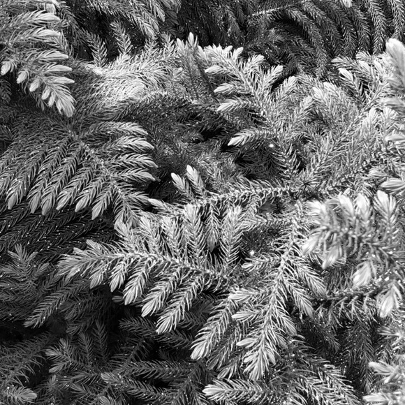 Meet your Posher, Ash - Picture 1 of 1